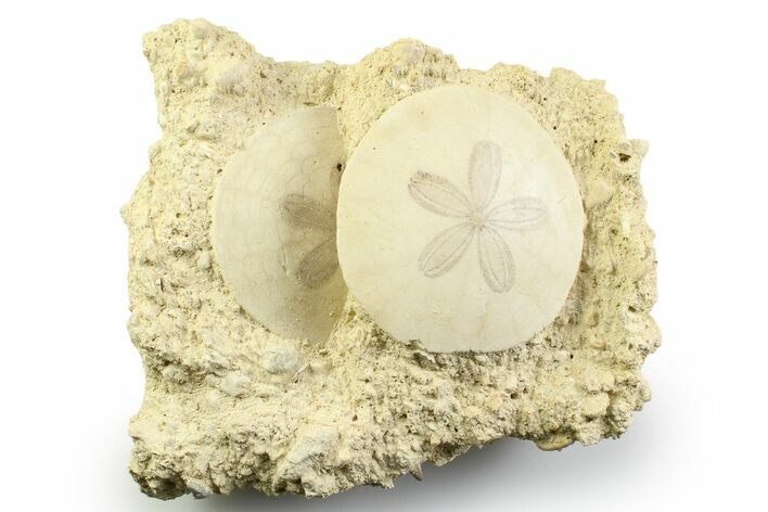 Two Fossil Sand Dollars (Scutella) - France #359686